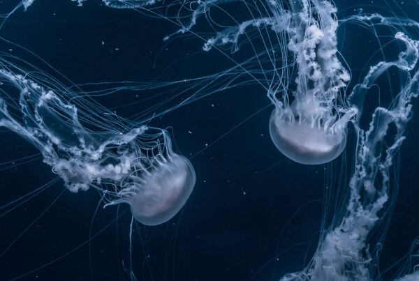 Two jellyfish swimming in dark ocean.