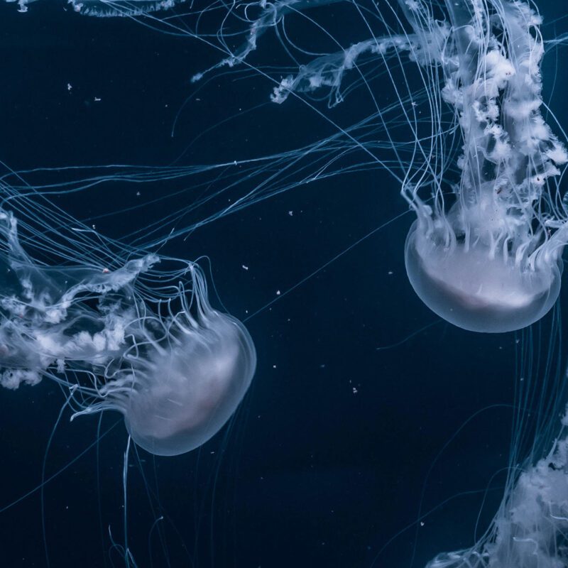 Two jellyfish swimming in dark ocean.