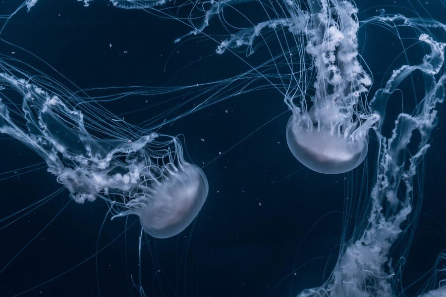 Two jellyfish swimming in dark ocean.
