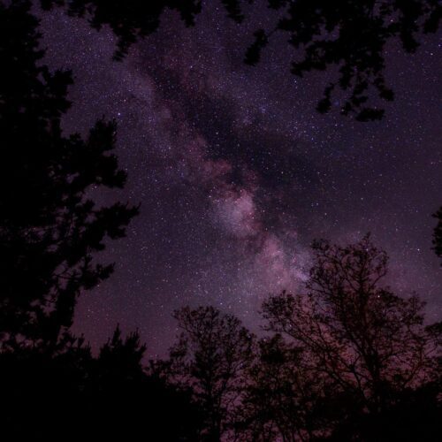Milky Way over silhouetted trees.