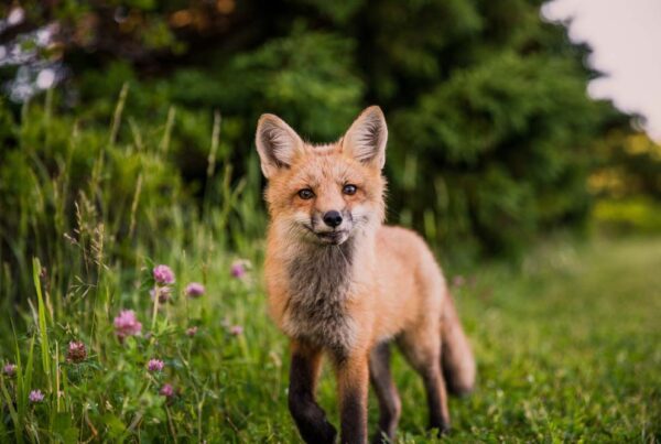 Cute red fox kit in green grass.