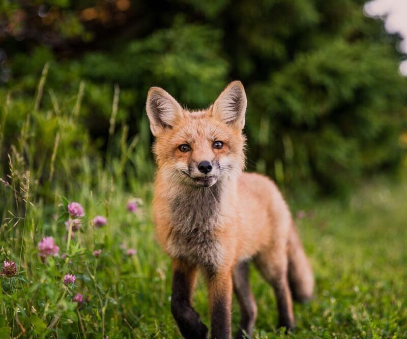 Cute red fox kit in green grass.