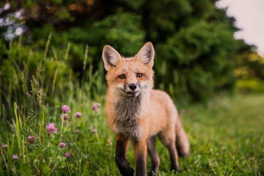 Cute red fox kit in green grass.